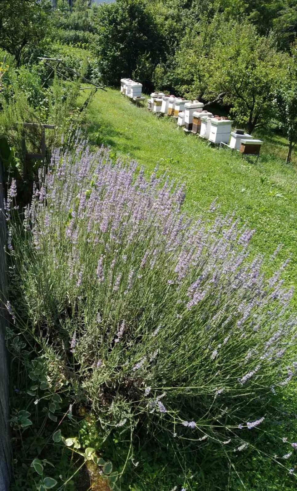 Guest House Bee Visoko Exterior photo